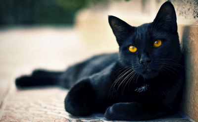 Мистика и суеверия о черной кошке