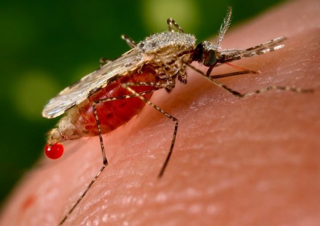 10 Смертельно опасных укусов насекомых