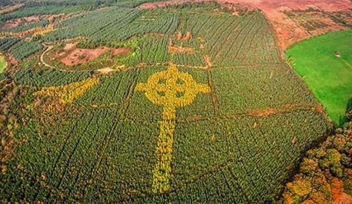 В Ирландии обнаружили громадный высаженный деревьями кельтский крест