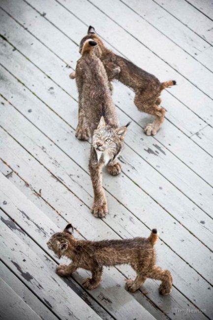 К жителю Аляски «пришел в гости» целый выводок рысей	(14 фото)